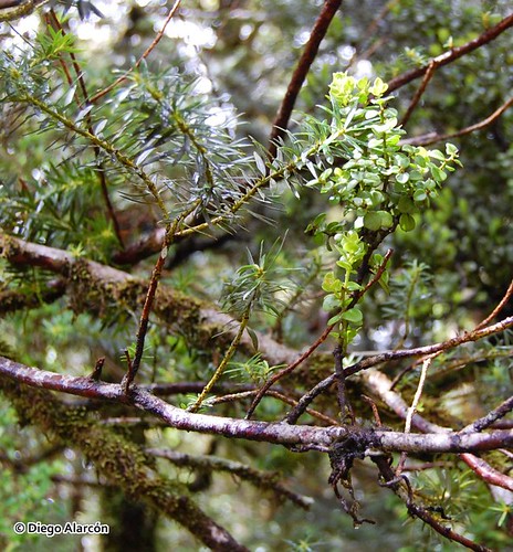 Individuo de <i>Antidaphne punctulata</i> parasitando sobre rama del Mañío macho <i>Podocarpus nubigenus</i>. Parque Oncol, Región de Los Ríos.