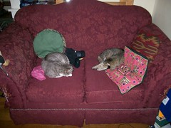 Two cats on the loveseat
