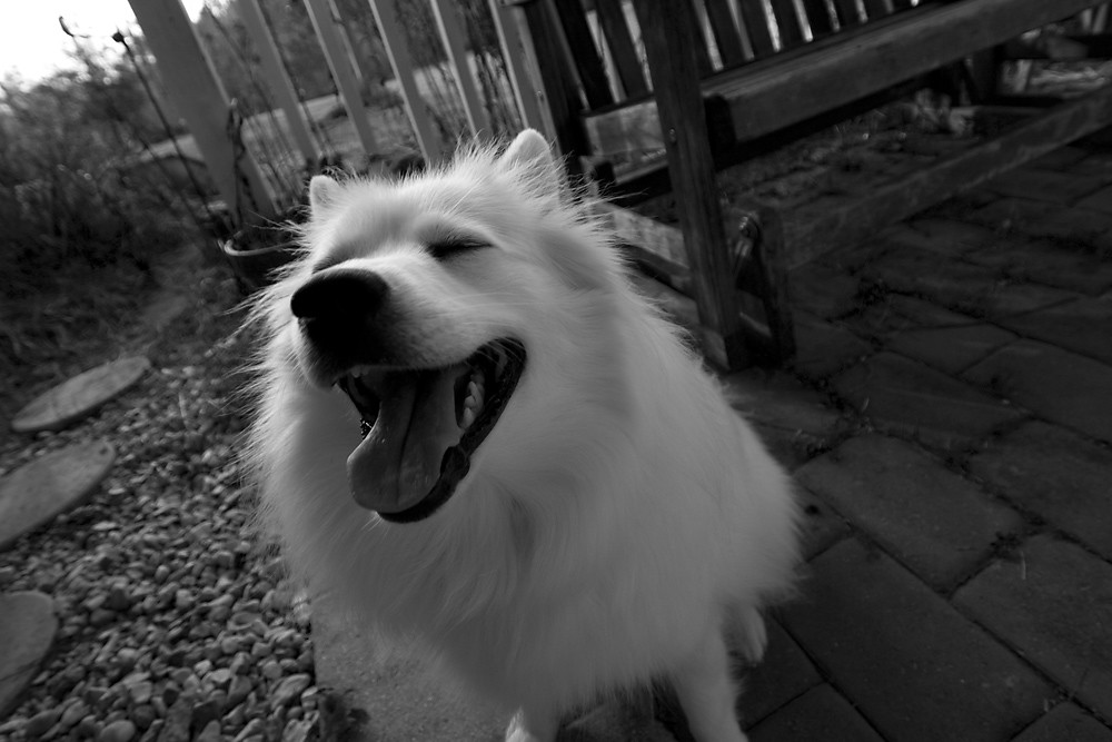 B&W 22/28:  The Laughing Dog