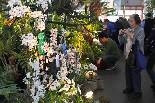 Pacific Orchid Exposition 2011