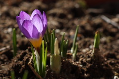 The first crocus this year! :-) by Cobra_11
