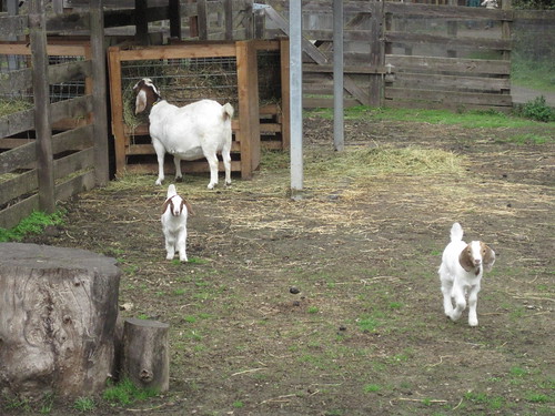 Baby Goats with a Pregnant Mama 