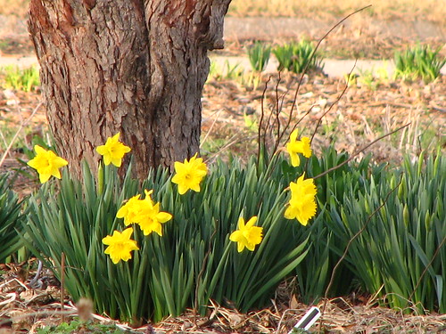 daffodils under the redbud tree