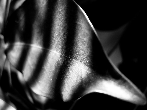 leaves and shadows