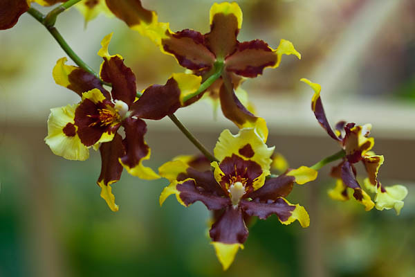 Tiny Orchid - Yellow and Purple