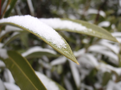 Snow on Plant