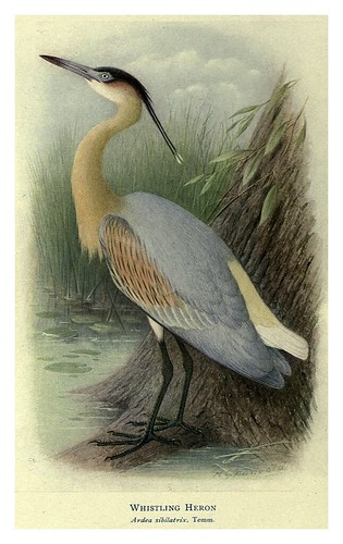 015-Garza silbadora-Birds of La Plata 1920- William Henry Hudson 