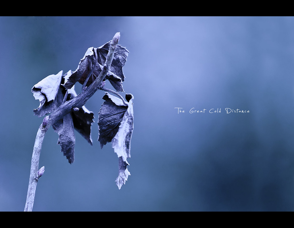 Project 365, Day 192, 192/365, bokeh, cold, the great cold distance, blue, leaves, leaf, dead leaves, dead leaf, katatonia, dark, brench, Canon EF 70-200 f2.8 IS,