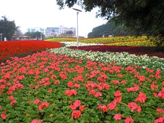 Colorful Flower Farms (地景花海區)