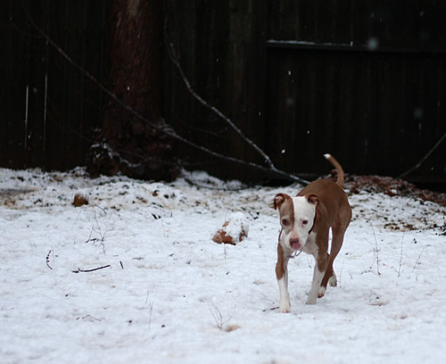 Mina Braving the Snow