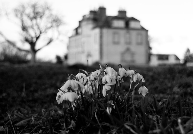 Redhall House Snowdrops