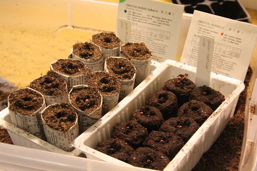 Daikon Sowing Experiment
