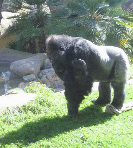 Santa Barbara Zoo Gorilla