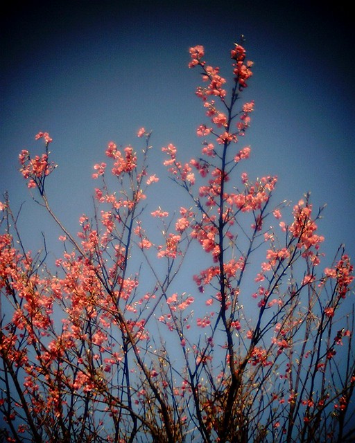 基隆山上山櫻花