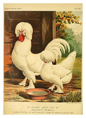 008-The illustrated book of poultry. With practical scheduals…1873-Lewis Wright