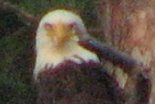 Pixelated Eagle