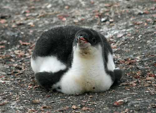 Gentoo penguin chick 2 by ruthhallam