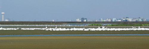 American White Pelican flock