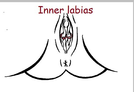 inner labia piercing pictures. Inner Labia Piercing