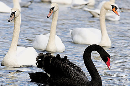 black-swan-415x275