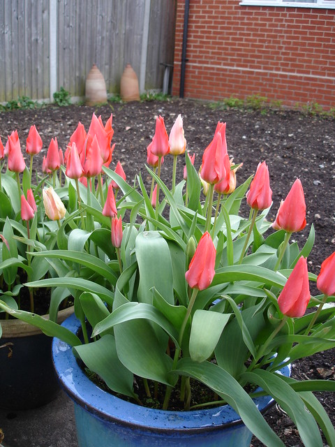 tulips 2011 (1)