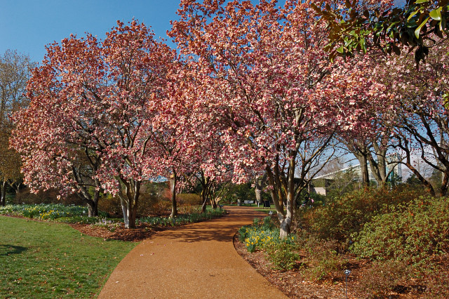 Missouri Botanical Garden (Shaw's Garden), in Saint Louis, Missouri, USA - magnolia trees in bloom