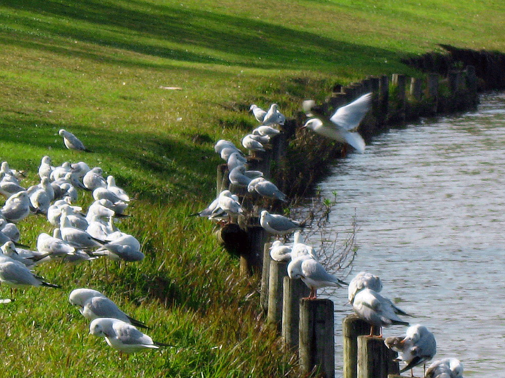 29-01-2011-gulls