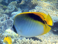 Spot-nape butterflyfish - Maldives