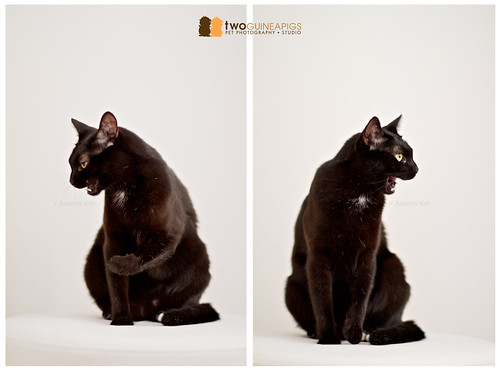 twoguineapigs pet photography pet portrait of black cat unimpressed
