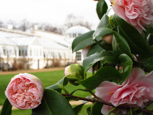 The Camellia Conservatory at Chiswick House and Gardens