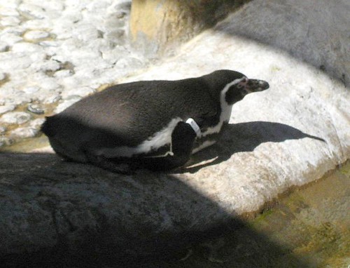 Humboldt Penguin Chillin