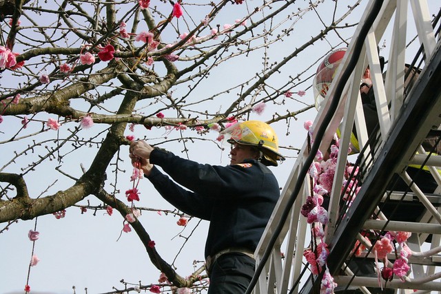 Yarn Bombing Japanese-Canadian Writer Joy Kogawa's Cherry Tree