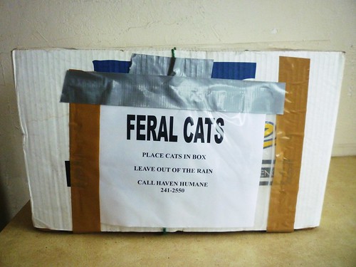 FERAL CATS: Place cats in box. Leave out of the rain. Call Haven Humane 241-2550.