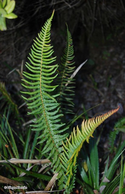 <br><br>Ejemplar de <i>Blechnum hastatum</i> que crece en los bosques de Hualpén, Región del Biobío.