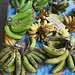 Musa sp. (Banana) - cultivated