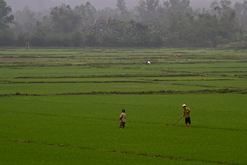 Rice fields outside Hué