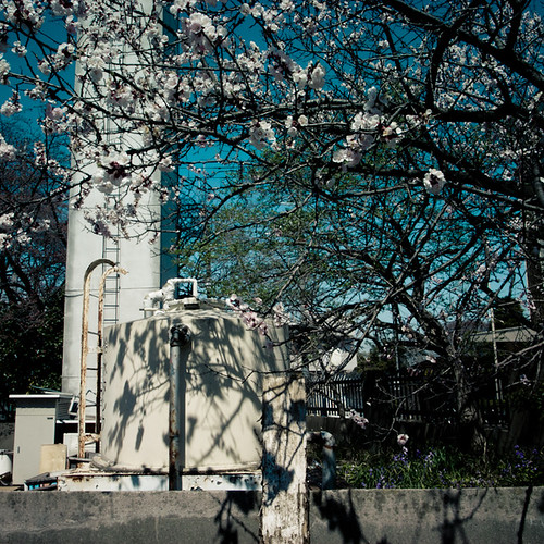 Blossoms with a Water Tank