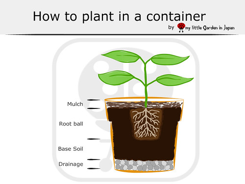 How-to-plant-in--a-container