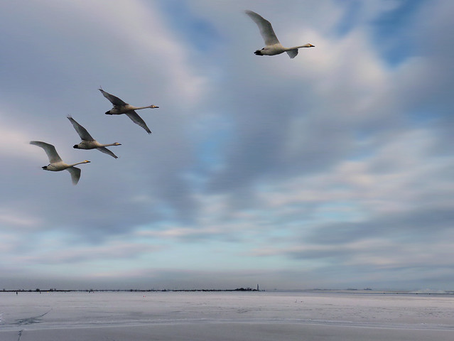 Tundra swans in an arctic flight by B?n