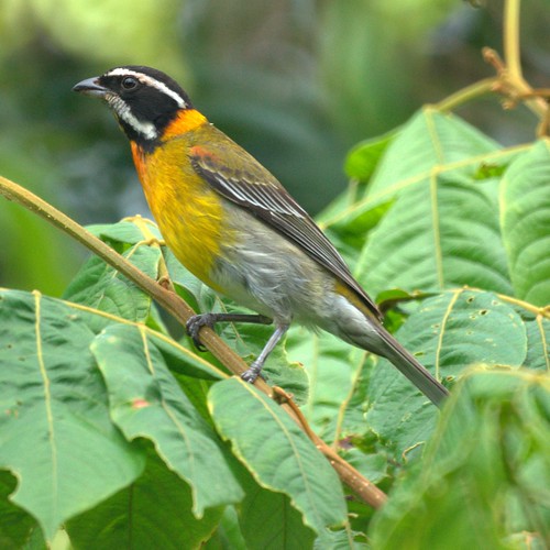 
Puerto Rican Stripe-headed Tanager (male)