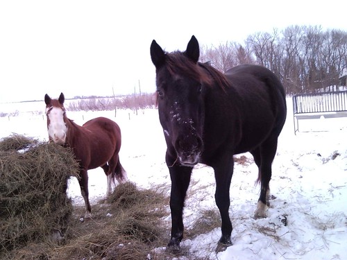 Holy wind tonight. Horses are braving the cold for some hay as usual.