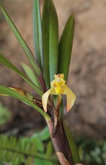 Maxillaria sp. (Orchidaceae)