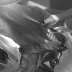 tulip detail