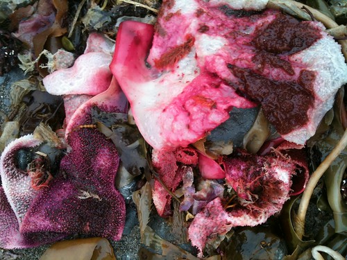 This gory pink kelp washed up on the beach in Mendocino.