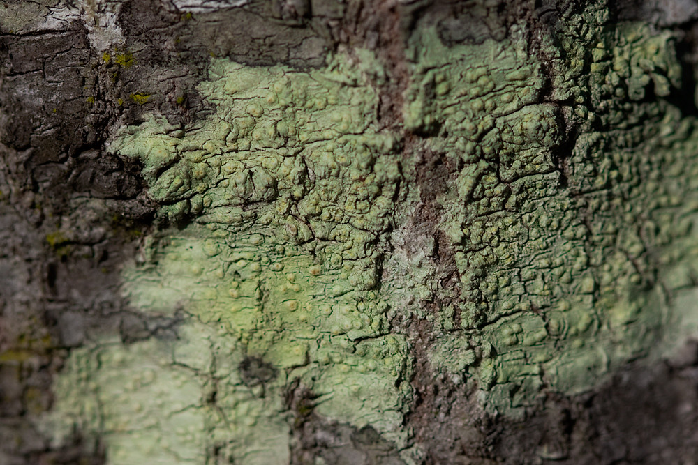 Color 18/31:  Lichen
