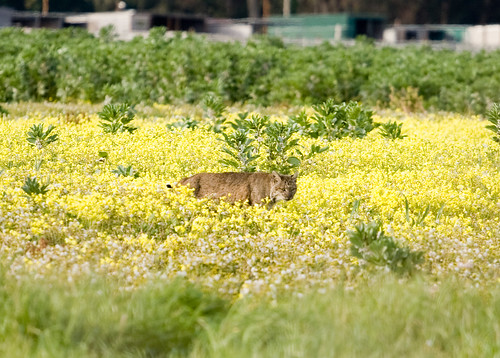 Bobcat outside the reserve