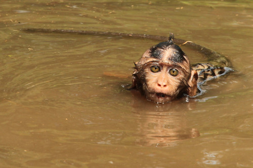 Wet monkey