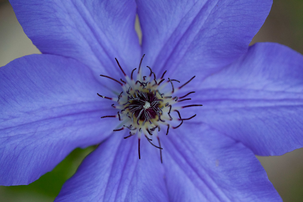 Purple Flower Detail #2