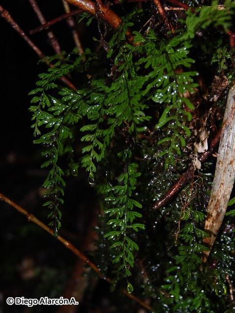 <br><br><br><br>Hábito epífito de <i>Hymenophyllum umbratile</i> en el Parque Nacional Alerce Andino, Región de Los Lagos.