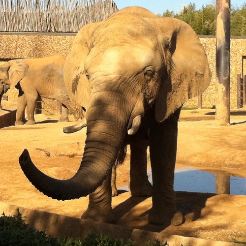 Elephant at the Tyler zoo
